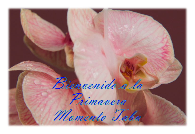 Primavera Momento Tabu